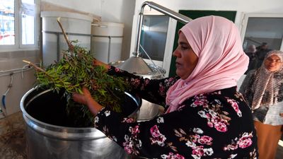 Tunisia women herb harvesters struggle with drought and heat