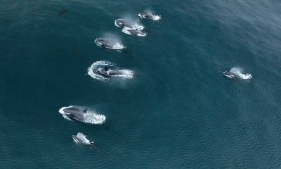 Researchers encounter dozens of rare, shark-eating orcas; video