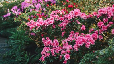 How to overwinter azaleas – and safeguard your plants until spring with this expert advice