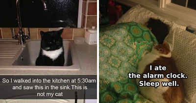 50 Cats That May Leave You Laughing So Hard You’ll Forget All Your Worries For A Minute (New Pics)