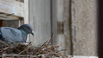 The soaring threat: How rising pigeon populations are impacting urban health