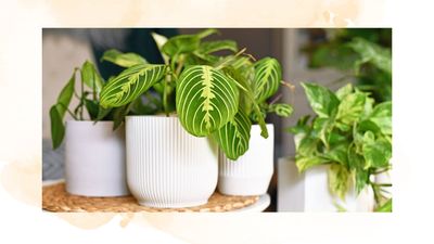 How to care for a prayer plant: an expert guide to keep your sunshine-loving plant happy