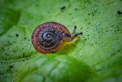 Pea-sized snails thought to be extinct 100 years ago sent to re-populate island