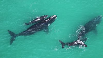 How ‘scientist’ whales are helping uncover the secrets of climate change