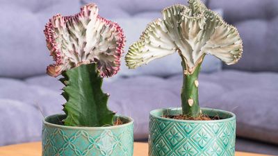 How to grow and care for a crested cactus – experts share insights for these curious plants