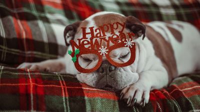 Expert shares 5 ways to keep your pet safe on New Year’s Eve