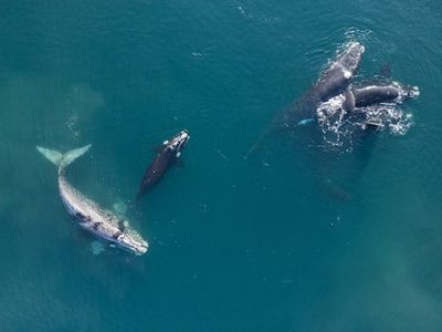 Whales Can Live Way Longer Than Scientists Thought — If We Get Out Of The Way