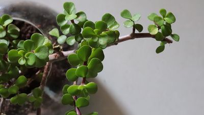 Jade Plant Benefits — 6 Reasons You Should Add This Stress-Free Succulent to Your Collection