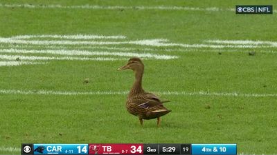 Buccaneers Score Blocked Punt Touchdown With Duck on Field