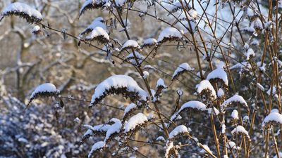 What to do with a butterfly bush in the winter – experts share tips for these stunning shrubs