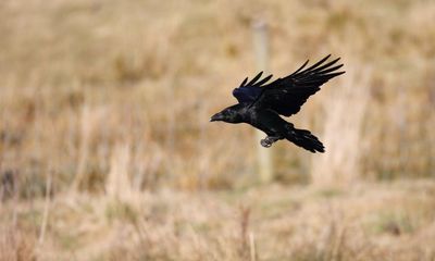 Country diary: The ravens here are heard but not seen