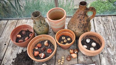 How to store terracotta pots in winter – 5 expert steps for safeguarding your rustic containers