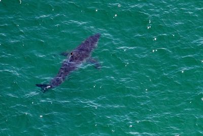 Australian youth pastor killed in shark attack on Great Barrier Reef