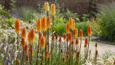 Red hot poker varieties – 15 of the best types for sizzling summer color