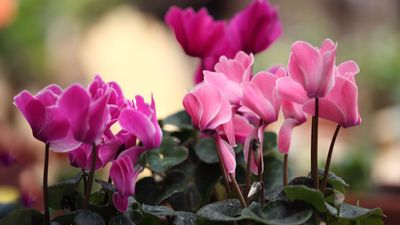 How to Care for Cyclamen Indoors During Winter — The Bloom That Brings Cozy Cottage-Core Into the Home