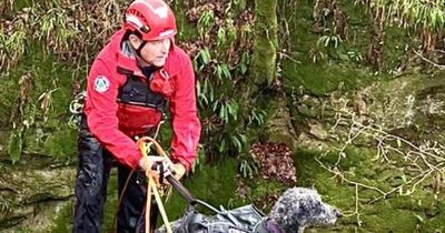 Dog which plunged 30m down waterfall is pulled to safety