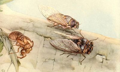 A cicada: ‘What cicadas leave behind is a kind of crystallised memory’