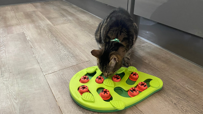 I’m a pet writer and these are my favorite cat products I’ve tested in 2024