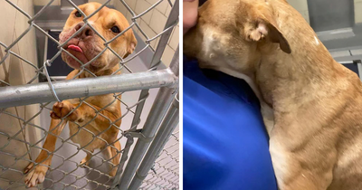 People Can’t Hold Back Their Tears Seeing This Exhausted Shelter Dog Finally Being Loved