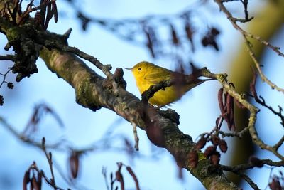 Birdwatchers flock to see ‘extremely rare visitor’ from North America