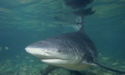 Angler hooks ‘taxman’ but then a much larger shark comes calling