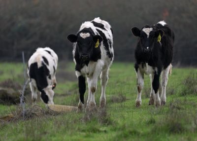 More than 70 percent of California’s dairy cow herds are infected with bird flu. Here’s what to know