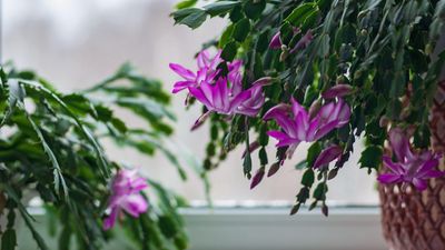 Why are the leaves of my Christmas cactus turning purple? 4 common causes and solutions