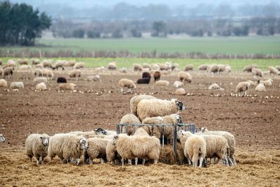 ‘Disastrous’ farm inheritance tax changes makes thriving sector impossible – NFU