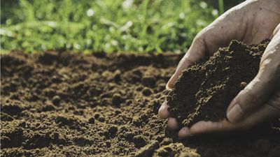 How to cover bare soil in winter – 6 expert ways