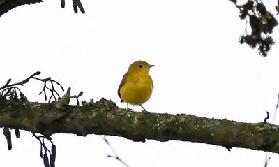 Hundreds of Christmas twitchers descend on town after rare bird sighting