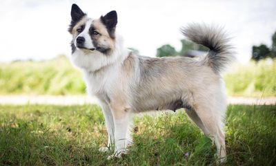 Icelandic sheepdog, breed mentioned by Shakespeare, is a pedigree at last