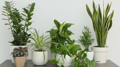 8 Cold-Tolerant Indoor Plants — You Can Make a Statement All Through Winter With These Aesthetic Beauties