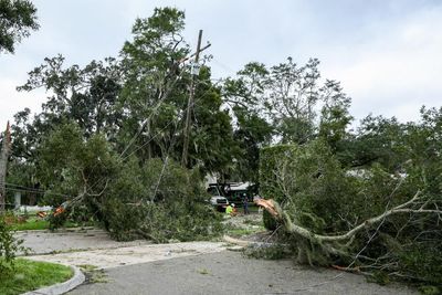 10m trees to be planted in US to replace ones destroyed by hurricanes