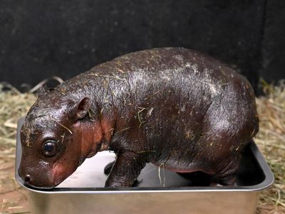 US zoo gets its own Moo Deng and launches poll to name baby pygmy hippo