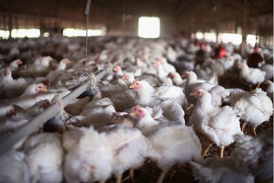 Kansas Chicken Deaths Now Confirmed to Be Bird Flu, Officials Say, As Concerns Over Rapid Spread Rise