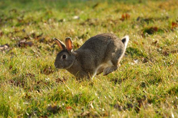 Cases of rare ‘rabbit fever’ disease rose by more than 50 percent in the U.S. in recent years