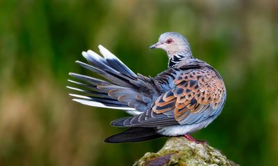 Phew, turtle doves: ban on annual shoot raises hopes for endangered bird