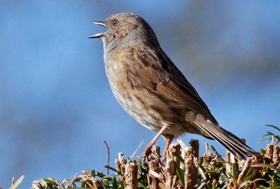 Country diary: Our new year resolution? Be like the dunnock