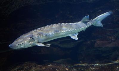 Sturgeons caught around British coast raise hopes of return to UK rivers