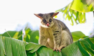 Playing Possum by Susana Monsó review – do animals understand death?