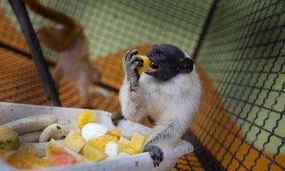 Fate of endangered monkey hinges on Brazilian city’s planning policy