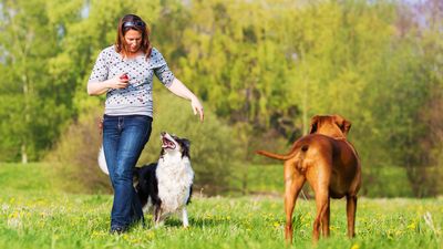 Try these three expert-approved techniques to help your dog learn a new skill