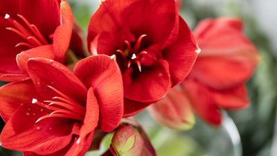 When to Cut Back Amaryllis Leaves — A Plant Expert Says If You Notice Yellowing, It Might Be Time