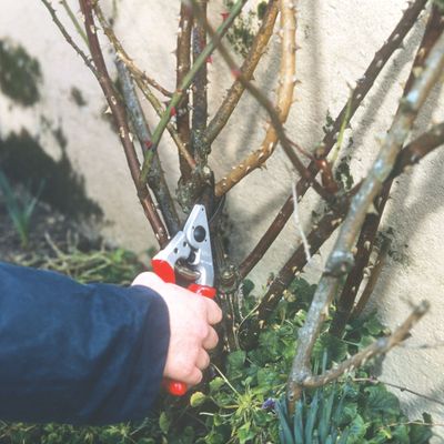 When to take hardwood cuttings — experts reveal the best time to start propagating new plants for free