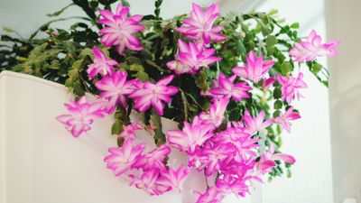 When Does a Christmas Cactus Bloom? And What to Do If Yours Is Yet to Flower