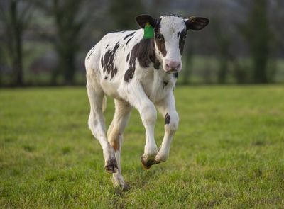 The birth of one cow could change the UK’s dairy industry forever