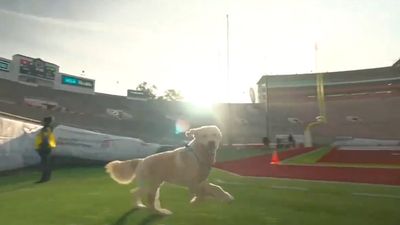 Kirk Herbstreit's Dog, Peter, Looked to Have the Time of His Life at the Rose Bowl