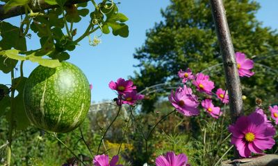 Fig and almond trees thriving in UK thanks to fewer frosts, RHS says