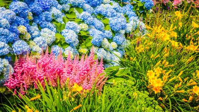 7 perennials to plant in January – why this month is a great time to add bare-root plants to flower borders