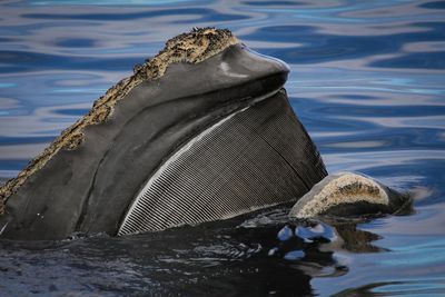 ‘Extraordinary longevity’: great whales can live a lot longer than we thought – if we leave them alone